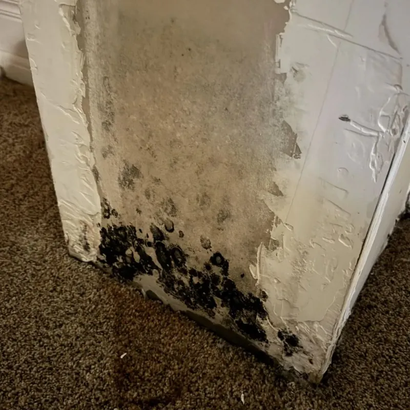 Professional Mold Removal in Franklin County, ME